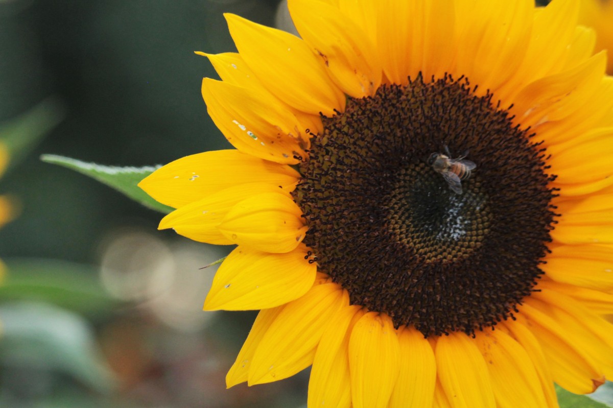 South Jersey’s First Sunflower Festival at Dalton Farms